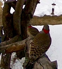 Colaptes auratus