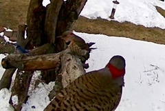 Colaptes auratus