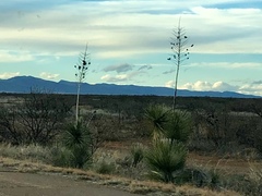 Yucca elata