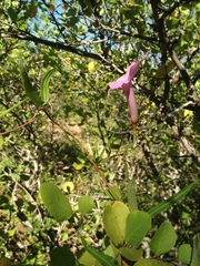 Mandevilla angustifolia