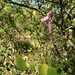 Mandevilla angustifolia - Photo no hay derechos reservados