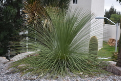 Dasylirion longissimum