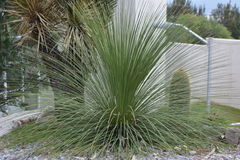 Dasylirion longissimum