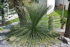 Dasylirion longissimum