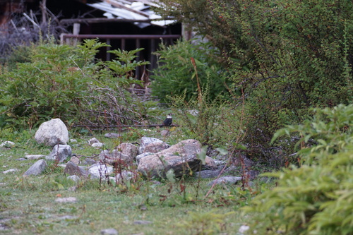 White-collared Blackbird (Turdus albocinctus), photo 9