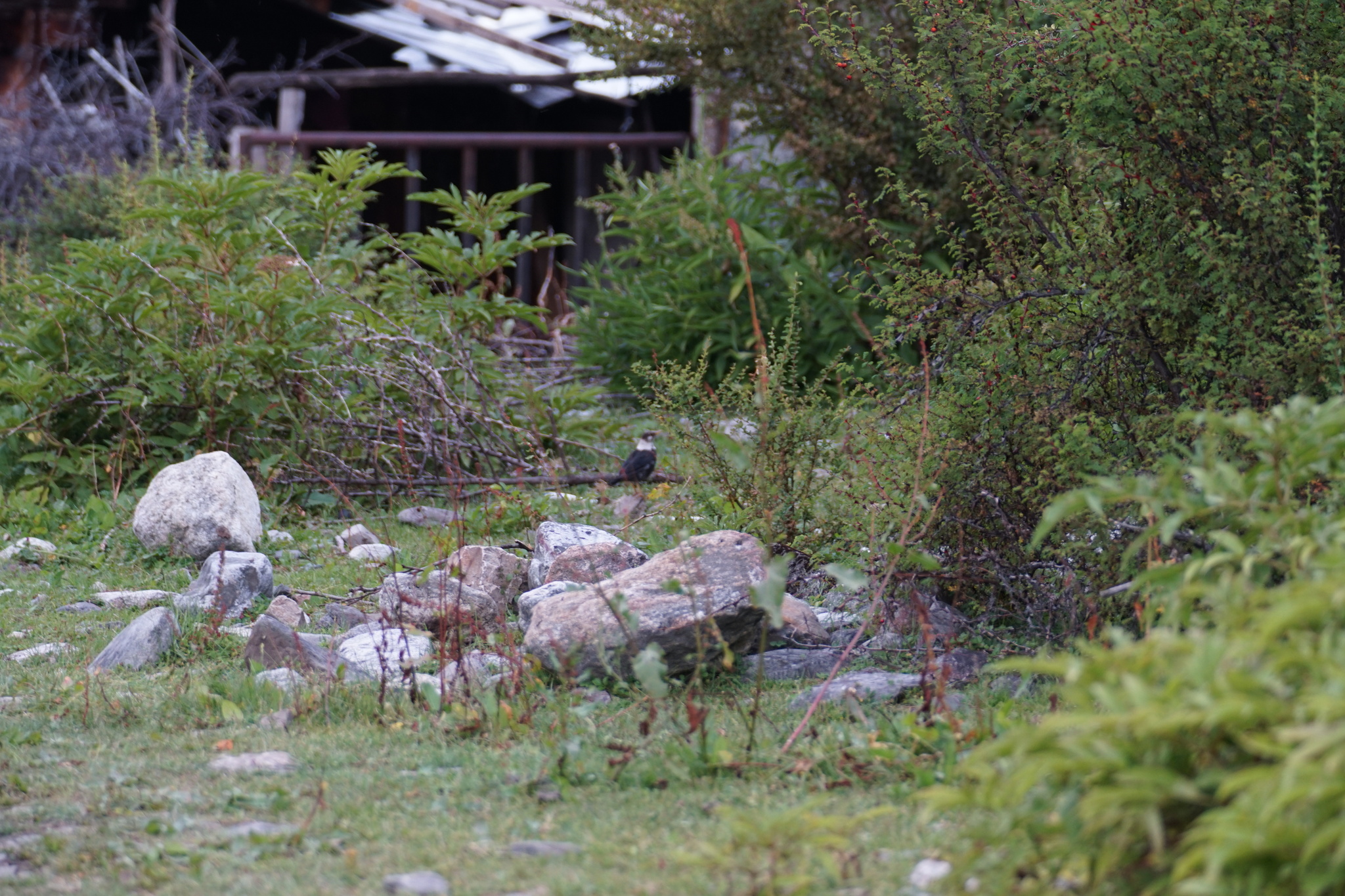 White-collared Blackbird