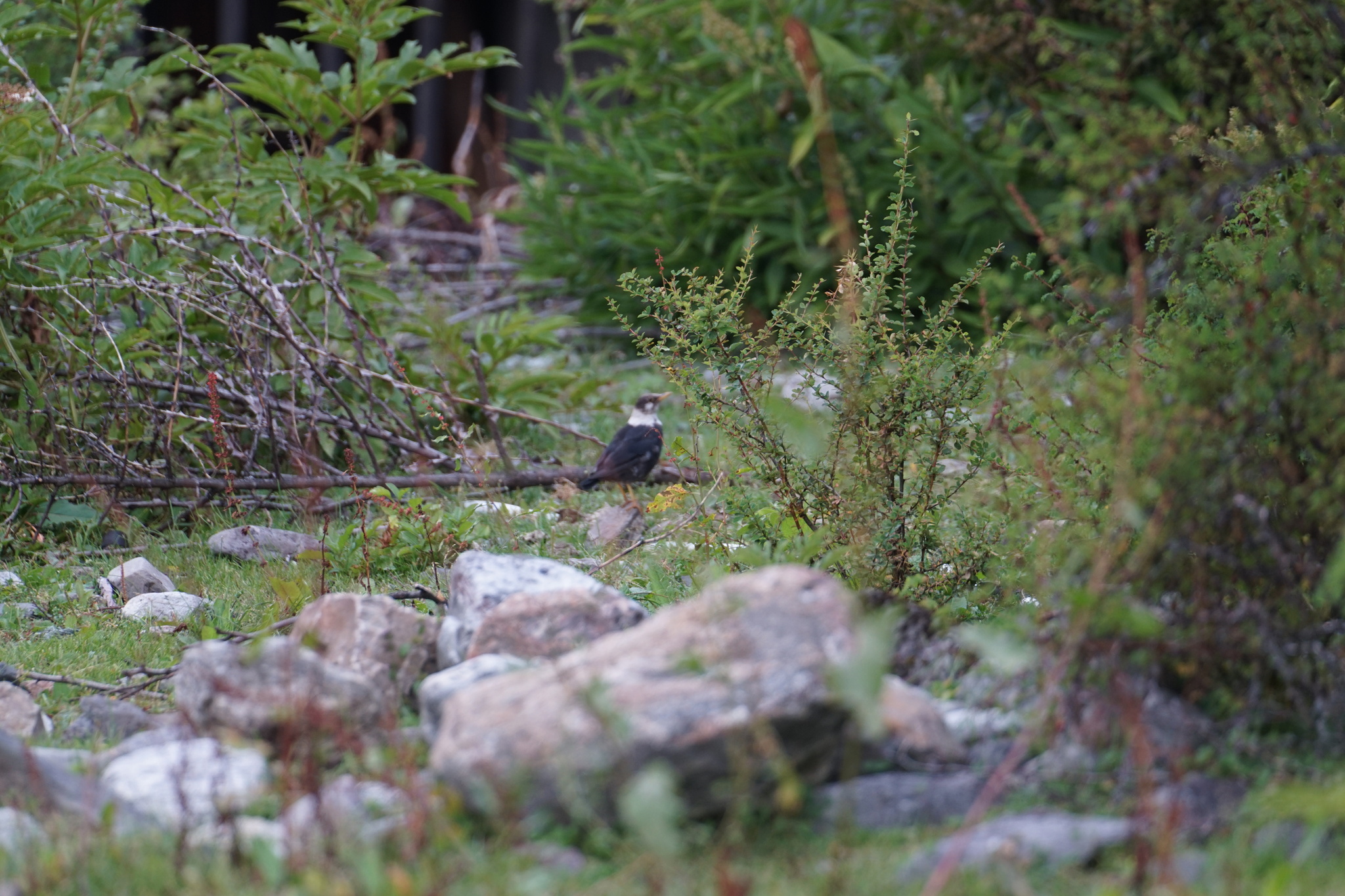 White-collared Blackbird