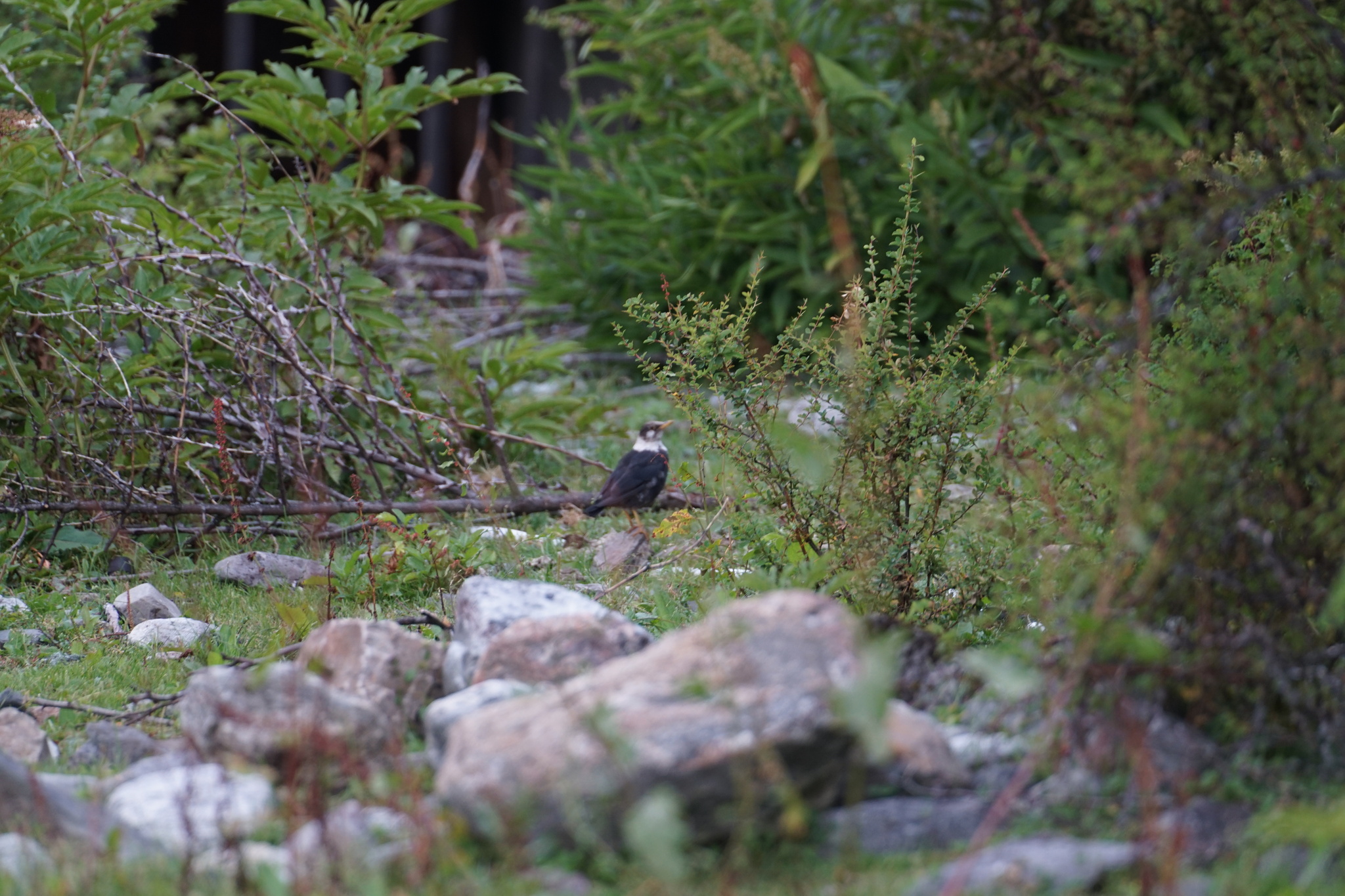 White-collared Blackbird
