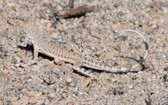 Callisaurus draconoides rhodostictus
