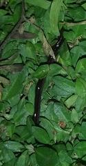 Endeavouria septemlineata