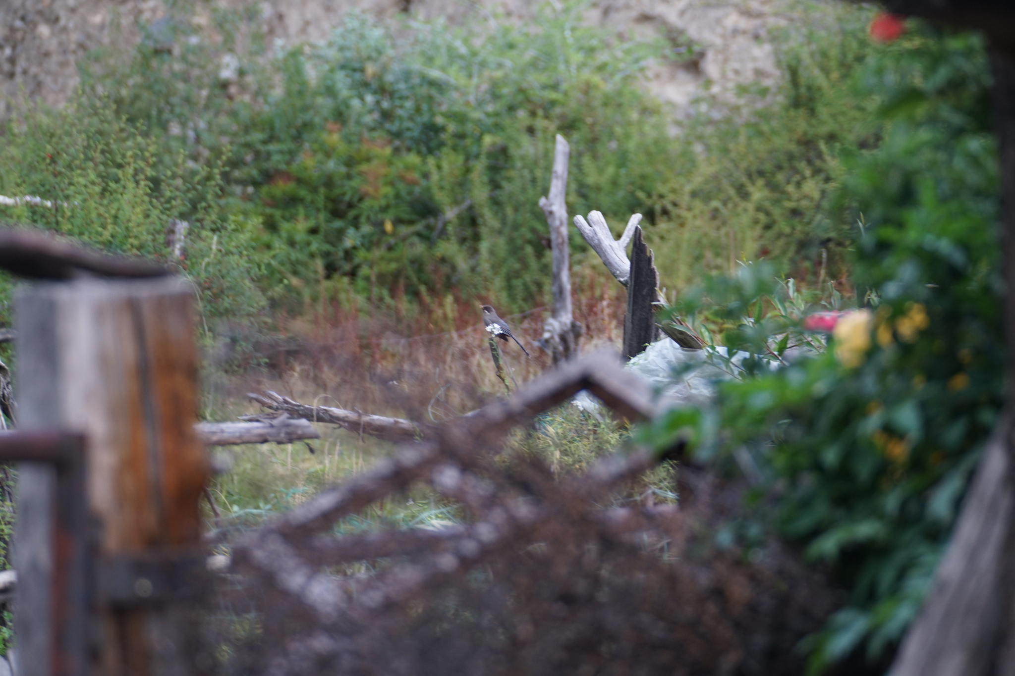 Brown-cheeked Laughingthrush