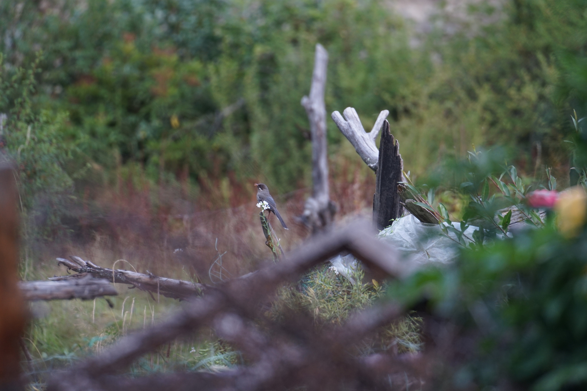 Brown-cheeked Laughingthrush