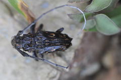 Steirastoma histrionicum