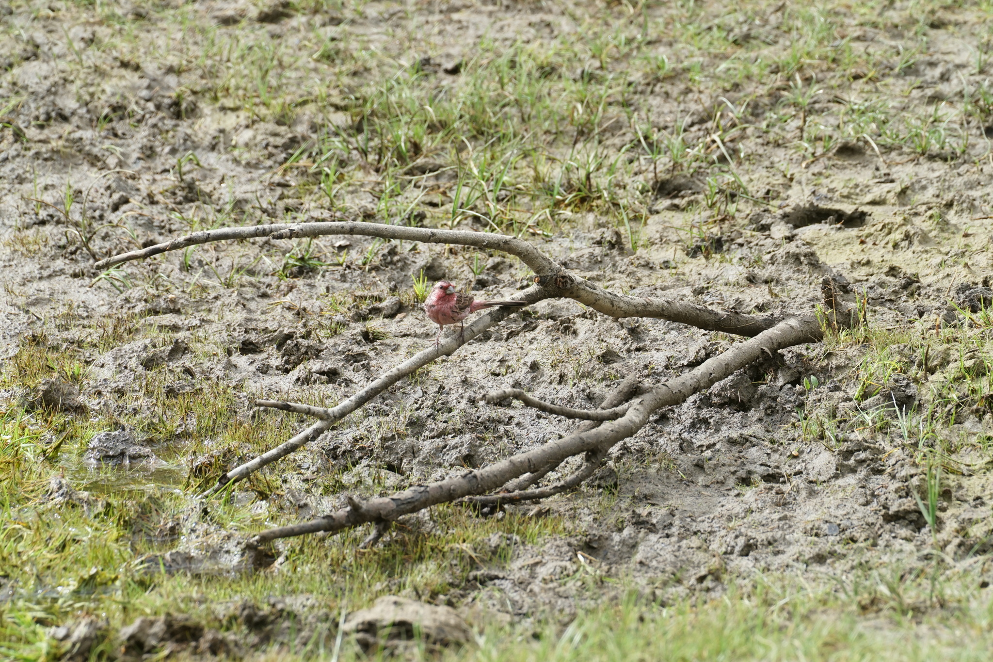 Himalayan Beautiful Rosefinch