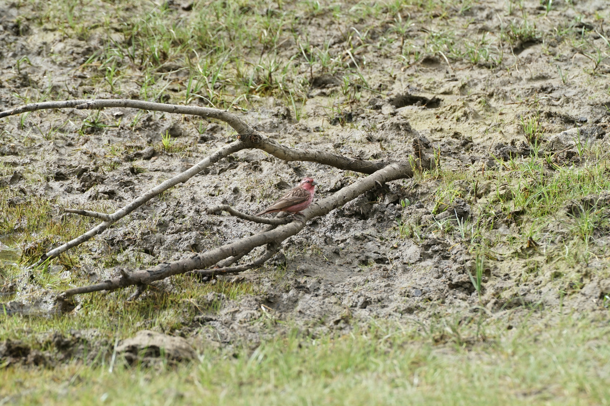 Himalayan Beautiful Rosefinch