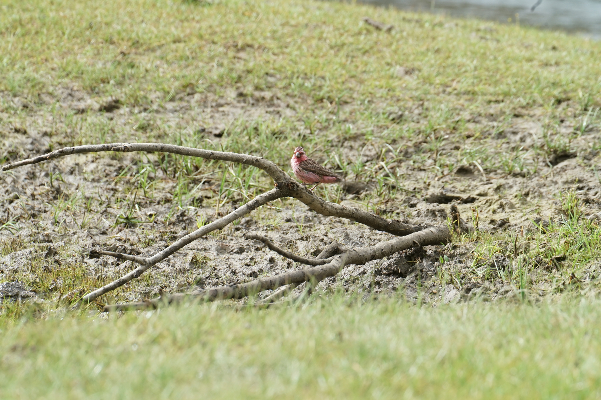 Himalayan Beautiful Rosefinch