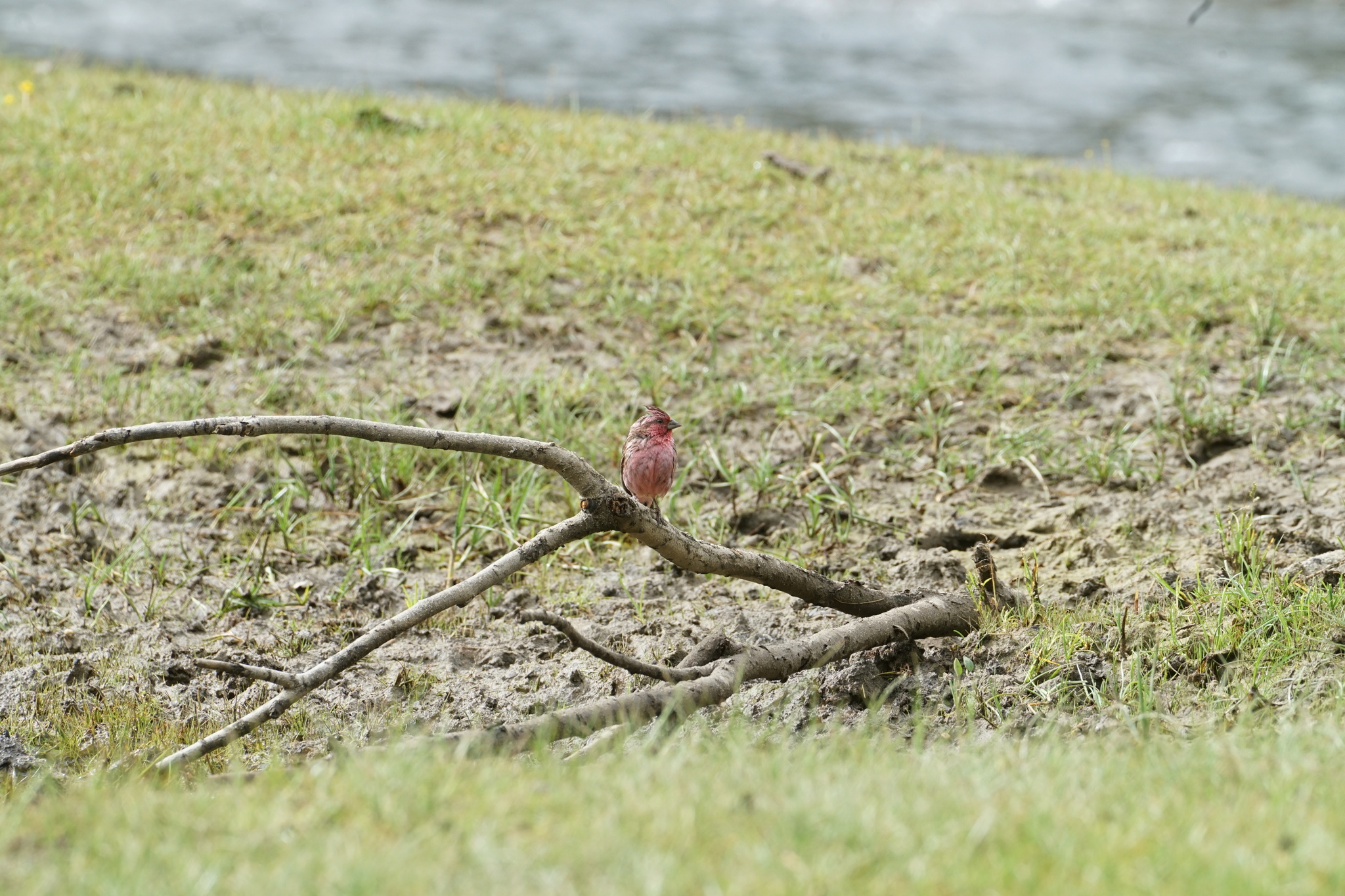 Himalayan Beautiful Rosefinch