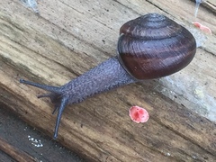 Helminthoglypta sequoicola consors