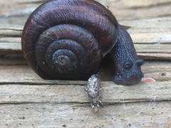 Helminthoglypta sequoicola consors