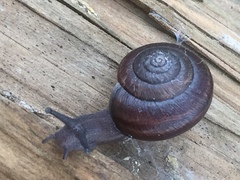 Helminthoglypta sequoicola consors