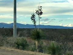 Yucca elata