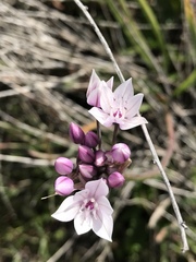 Allium praecox