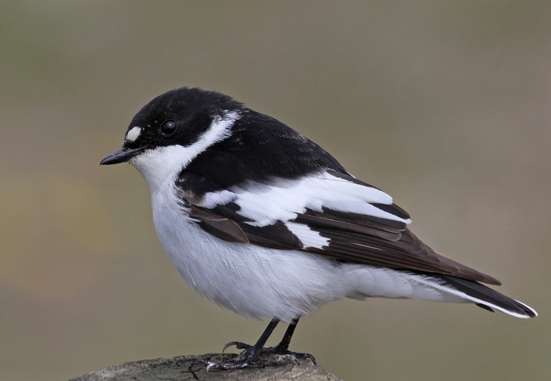 Semicollared Flycatcher photo