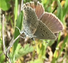 Icaricia icarioides missionensis