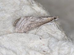 Pyrausta napaealis