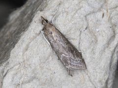 Pyrausta napaealis