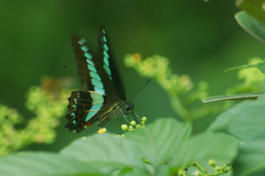 Graphium sarpedon nipponum