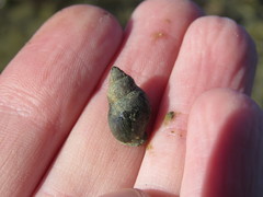 Pareuthria fuscata