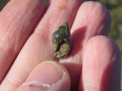 Pareuthria fuscata