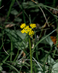 Tauschia texana