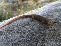 Xantusia vigilis