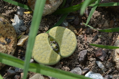 Lithops lesliei