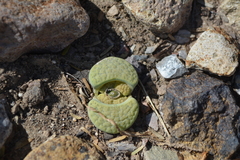 Lithops lesliei