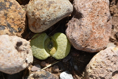 Lithops lesliei