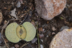 Lithops lesliei