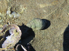 Pareuthria fuscata