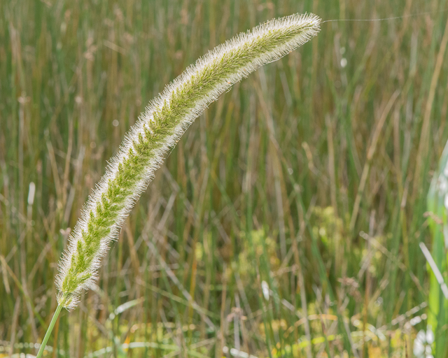 Setaria magna