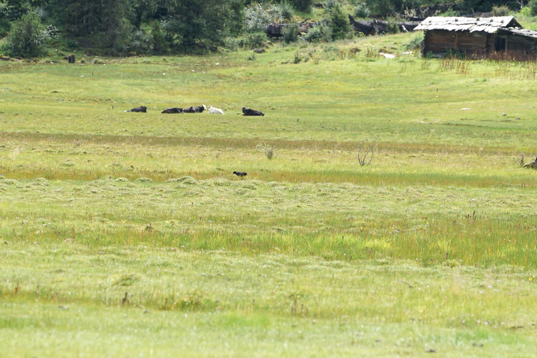 Red-billed Chough