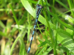 Coenagrion mercuriale