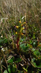 Pedicularis flammea