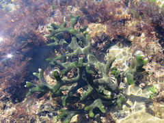 Codium fragile