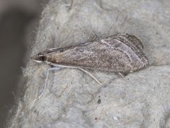 Pyrausta napaealis