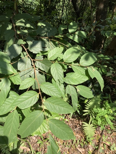 Prunus arborea
