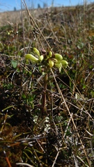 Pedicularis lapponica