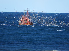 Larus dominicanus