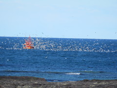 Larus dominicanus